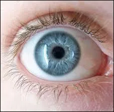 En anglais, comment dit-on  les yeux  ?