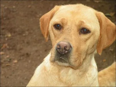 Quel est ce chien ?