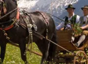 Quiz Les chevaux utiliss dans l'attelage (2)