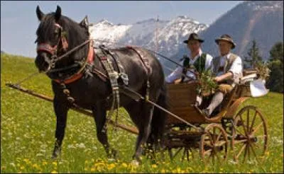 Ce petit cheval 1. 54 m, est originaire d'Abtenau, en Autriche. Sa robe est noire, alezane et parfois cap de maure sans traces blanches. Cette race est en voie d'extinction. C'est ...