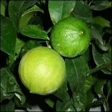 Issue du croisement d'une orange amre et d'une lime :