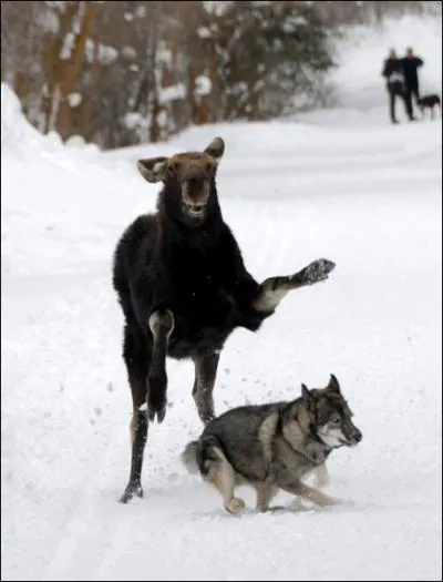 Quel animal poursuit le loup ?