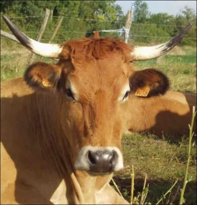 Race  viande originaire du nord du dpartement des Deux-Svres ... .