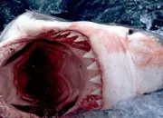 Quiz 10 espces de requins