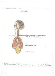 Cet organe assume deux fonctions : respiratoire, phonatoire et joue un rle dans la dglutition. Il s'agit ...