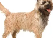 Quiz Le cairn terrier