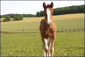 Le cheval est un :