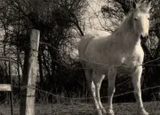 Quiz Tout sur le cheval !