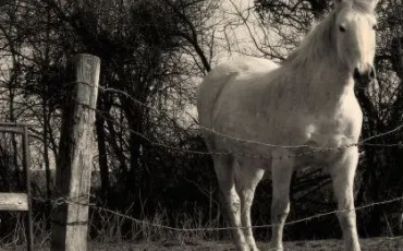 Quiz Chevaux