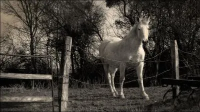 Le cheval est :