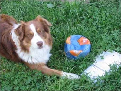 Quelle race de chien est-ce ?