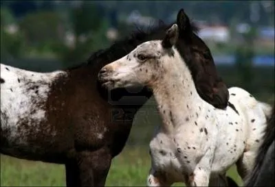 Quelle est cette race ?