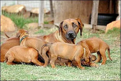 Le chien semble tre le plus ancien animal domestiqu par l'homme. C'est un mammifre. Combien de temps la gestation dure-t-elle chez la chienne ?