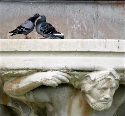 Quand ce n'est pas Nana Mouskouri qui chante "Coucouroucoucou" ce sont deux oiseaux. Quel est le titre exact de cette fable de La Fontaine ?