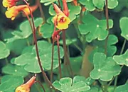 Quiz Les fleurs au potager