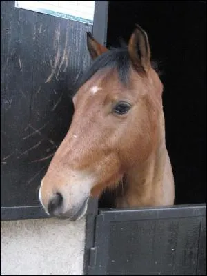 Qu'utilise t-on pour le pensage d'un cheval en gnral ?