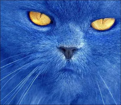 Quelle est la couleur de ce chat ?