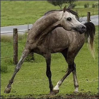 Quelle est cette race de cheval ?