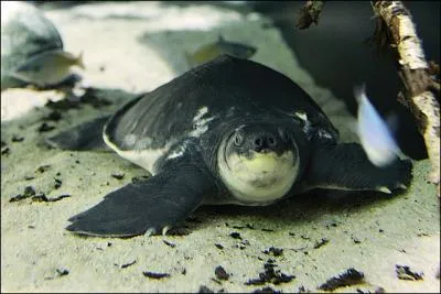 A quoi sert le nez de la tortue  nez de cochon  ?