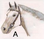 Quiz Chevaux