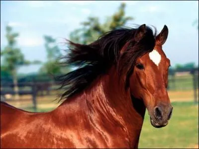 De quelle couleur est ce cheval ?