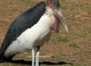 Quiz Un fleuve, une rivire ou un ocan vous donneront 