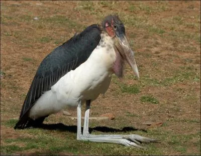 Longez le Nil et cet oiseau vous survolera !