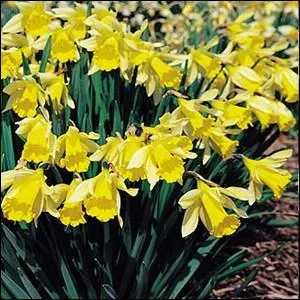 Fleur  bulbe, symbole du Pays de Galles, celle-ci est botanique ... .