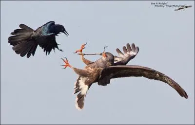 Ils n'ont pas vraiment l'air d'accord, qui sont-ils ?