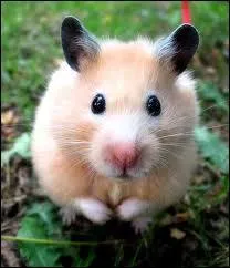 O vit le hamster ?