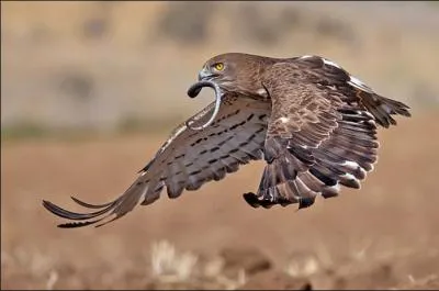 O un rapace ne peut-il pas attraper un serpent ?