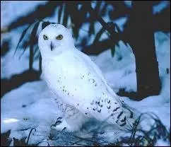 Grande chouette de l'Arctique, au plumage blanc mouchet de brun.