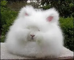 Quelle est l'origine du mot ''angora'' ?