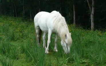 Quiz Chevaux