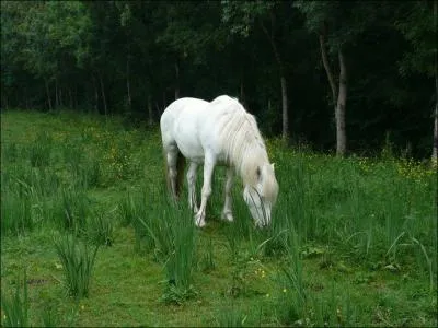 Quelle est la couleur de la robe de ce cheval ?