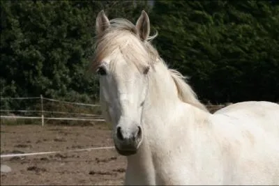 O se trouve la rotule du cheval ?