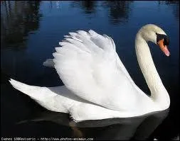 Le cygne est un symbole de ...