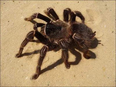 Rpandue en Amrique du Sud et aux Antilles, c'est la plus grande reprsentante de l'ordre des araignes. Elle est capable de tuer et de manger des oiseaux de petite taille. C'est ?