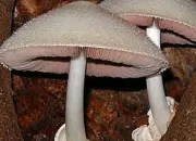 Quiz Les champignons en photos 2/3