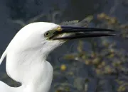 Quiz La faune de nos berges/ Go'nature