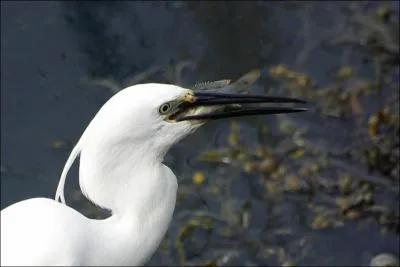 LES OISEAUX MIGRATEURS : Quel poids pse l'aigrette garzette ?