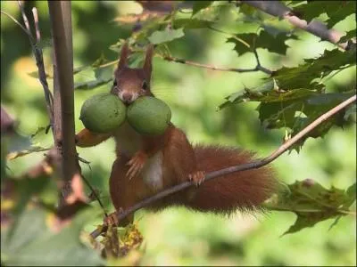 Il transporte deux noix vertes !