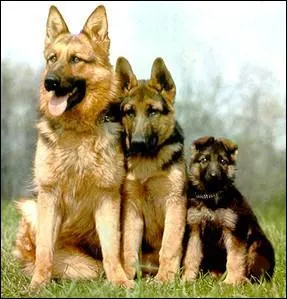 Race de cette famille de chien.