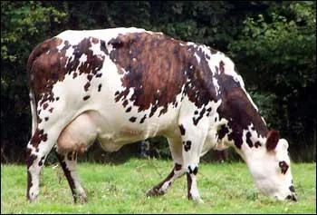 Quelle est cette race de vache ?