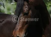 Quiz Races de chevaux