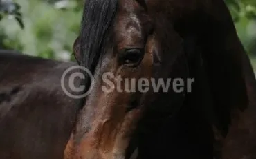 Quiz Chevaux