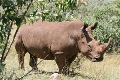 Le nom de quelle maladie pouvez-vous crire avec des lettres prises dans celui de cet animal ?