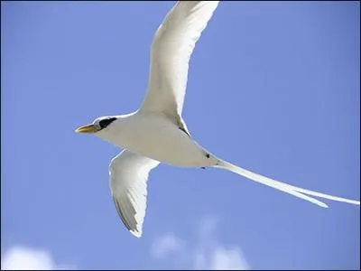 Je suis un oiseau de mer, emblme des Mascareignes (Runion, Maurice et Rodrigue) je me nomme ?