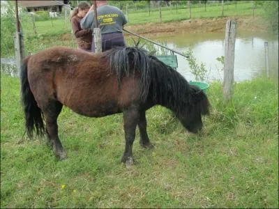 Selon la fdration questre, pour tre considr comme poney, un cheval non ferr doit mesurer ...