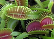 Quiz Les plantes carnivores